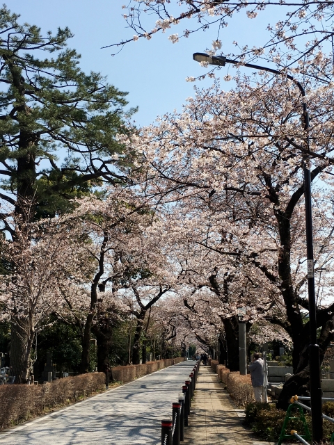 小林麻央 墓は実家の墓か?青山霊園なのか⁉墓参りを希望する人からの検索が始まっている・・・