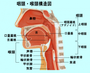 小林麻央 喉へ転移で痛みが壮絶なのか?喉に転移した場合の余命や、考えられる治療法について!