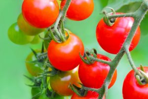 小林麻央 トマトとヨーグルト ネタバレより栄養と効果に注目！トマトは癌抑制に期待大!?