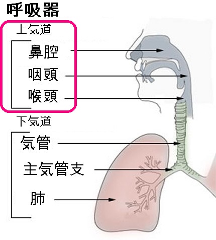 偽膜性声帯炎の症状や原因とは?絢香の病気に注目してみた! | Exile-C